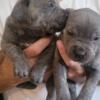 Cane Corso aka Italian Mastiff puppies! Blue, black, and black-brindles. Columbia, SC