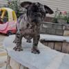 French Bulldog male puppie for sale 