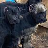 ICCF REGISTERED CANE CORSO PUPPIES FOR SALE!!!