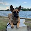 Rehoming 4.5 year old female Belgian Malinois