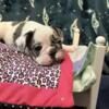 French Bull dog puppies