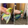 Birds Parrotlets Males