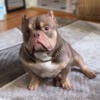 Pocket Chocolate Tri Male Bully