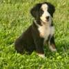 Bernese Mountain Dog Puppies ready for their new homes