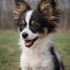 🦋 TRI-COLOR PAPILLON ALERT 🦋