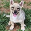 Swedish pups Holistically raised