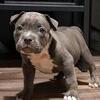 Top Notch Male American Pocket Bully