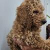 AKC STANDARD POODLES PUPPIES