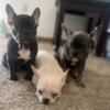 3 Mirco/Tri Merle Frenchies For Sale :Need A Happy Home