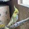 Lovebirds opaline