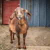 Mini-Nubian Dairy Goats - Organic Raised