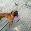 Male pure breed boxer puppy