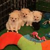 Pomeraian Puppies for Sale (3) Boys 800 ea. (1) Girl $1000