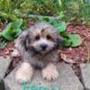 Teddy Bear puppies Shihtzu/Bichons