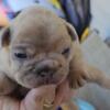 French Bulldog Puppies(3) 1 boy and 2 girls