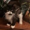 Ragdoll Persian handsome bi colored male Michigan 