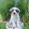 Male Miniature Schnauzer-Sailor