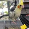 HandFed Cockatiels Available & Ready to Go