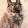 Blue Tortie Smoke Maine Coon Female - European Bloodlines