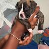 Brindle pitbull