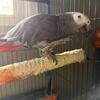 Looking for Amazon, or eclectus parrot.