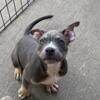 BIG STUD KENNELS TRI COLOR BULLYS