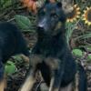 Beautiful purebred german shepherd pup