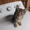 10 wk purebred Savannah kitten female