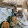 White Bellied Caique