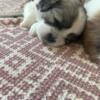 For sale: toy breed Maltese shih tzu