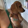 Miniature Dachshund Puppys