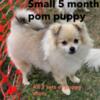 Small beautiful Female Pomeranian