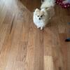 Purebred Pomeranian pups
