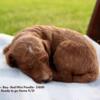 AKC Miniature Poodles- Greensboro, NC (His and Hers Poodles and Doodles)