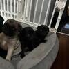Pug puppies
