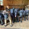 i have dutch shepherds cross maliniois 7 weeks old puppies for sale