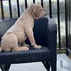 XL American Bully  Lilac Female Swag kennel ABKC BC Abbotsford