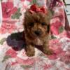 Cavapoo puppies 