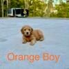 Goldendoodle Puppies for sale