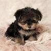 Morkie male puppy