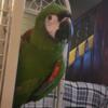 Severe Macaw for sale