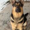 AKC German Shepherd Dogs old world working lines only 2 GIRLS REMAIN