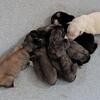 Outstanding Anatolian Shepherd Great Pyrenees puppies!
