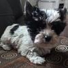 Yorkie