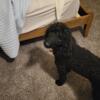 Black small standard poodle female