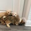 Yorkipoo no scams
