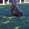 Bully open for stud