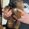 German Shepherd Puppies