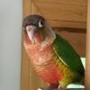 Beautiful High Red Yellow Sided Baby Green Cheeked Conures 8-9 weeks old