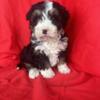 Miniature Bernedoodle Puppies ready for their furever new homes now